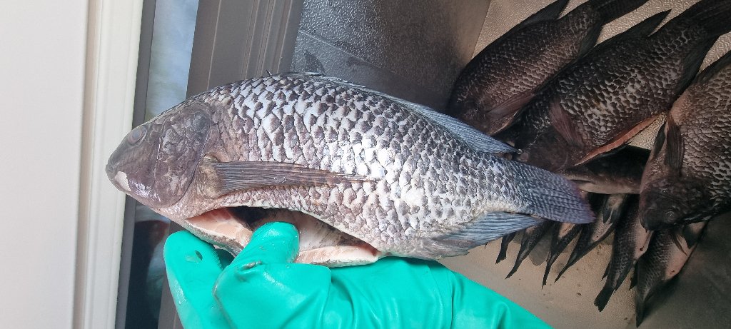 Fresh Tilapia
